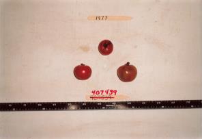 Click for 1 image(s) for this accession. FRUIT